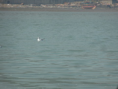 Chroicocephalus brunnicephalus