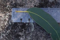 Eucalyptus alaticaulis