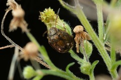 Dryadocoris apicalis