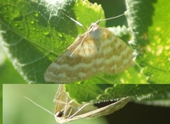 Idaea sericeata