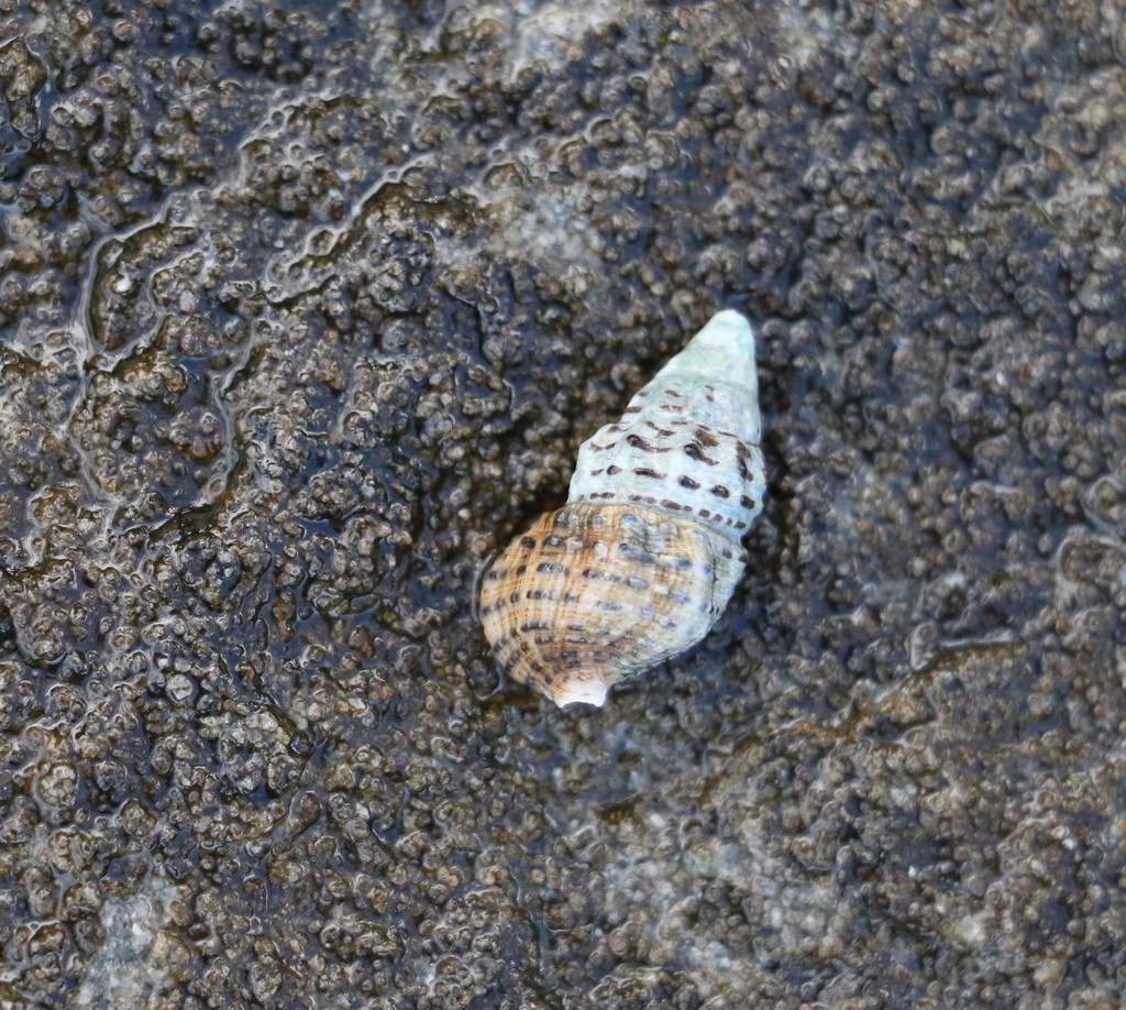 Clypeomorus petrosa