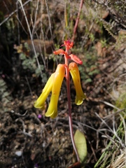 Lachenalia callista