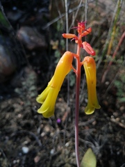 Lachenalia callista