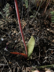 Lachenalia callista