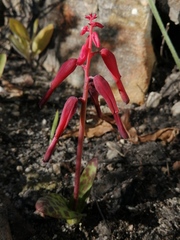 Lachenalia callista