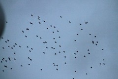 Sturnus vulgaris