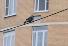 Corvus monedula