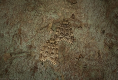 Scaphidriotis xylogramma