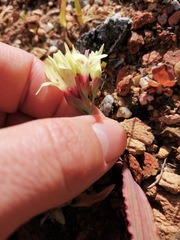 Codonorhiza fastigiata