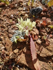 Codonorhiza fastigiata