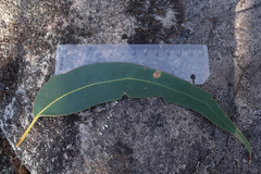 Eucalyptus alaticaulis