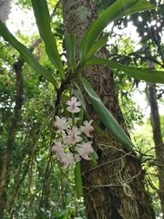 Aerides odorata