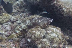 Epinephelus merra