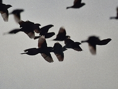 Emberiza schoeniclus