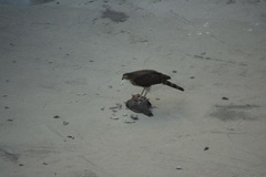 Accipiter virgatus