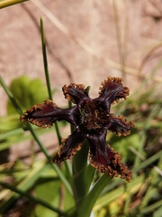 Ferraria crispa