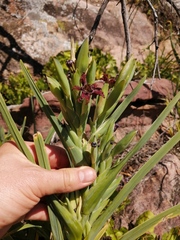 Ferraria crispa