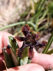 Ferraria crispa