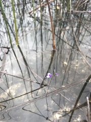 Utricularia biloba