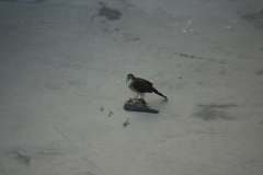 Accipiter virgatus