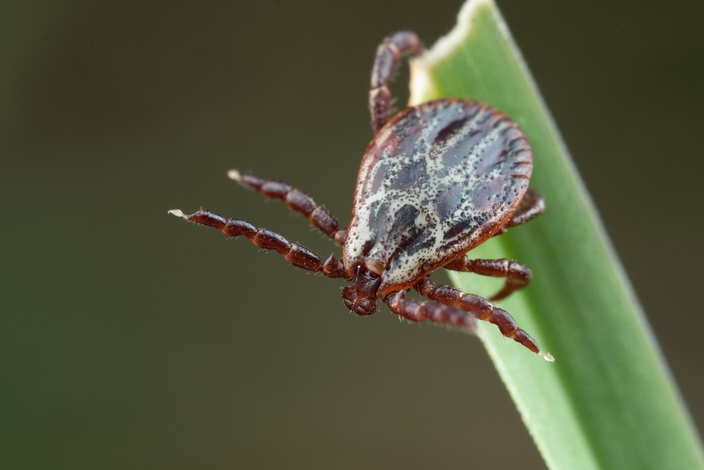 Ornate Cow Tick