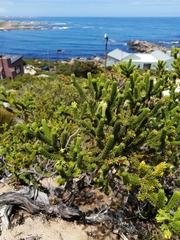 Erica brachialis