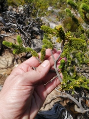 Erica brachialis