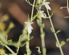 Teucrium racemosum
