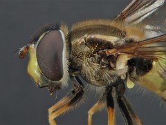 Dasysyrphus hilaris