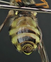 Dasysyrphus hilaris
