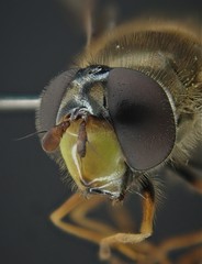 Dasysyrphus hilaris
