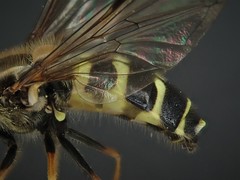 Dasysyrphus hilaris