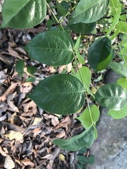 Averrhoa carambola