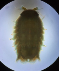 Cymodocella