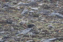 Tetraogallus tibetanus