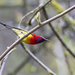 Mrs Gould's Sunbird (Scarlet-Breasted) - Photo (c) Niall Perrins, some rights reserved (CC BY-NC), uploaded by Niall Perrins