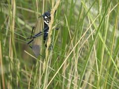 Scaphura elegans