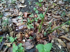 Alpinia caerulea