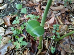 Alpinia caerulea
