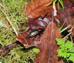 Carabus lineatus lateralis