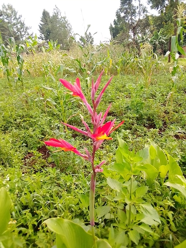 Canna indica image