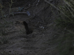 Rhinocrypta lanceolata