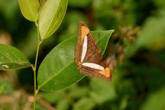 Adelpha epizygis
