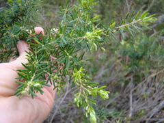 Erica caffra caffra