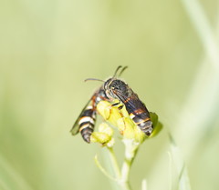 Masarinae