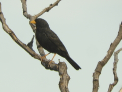 Rhopospina carbonaria