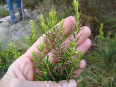 Erica caffra caffra