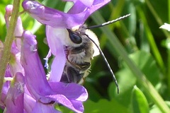 Eucera longicornis