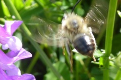 Eucera longicornis