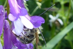 Eucera longicornis